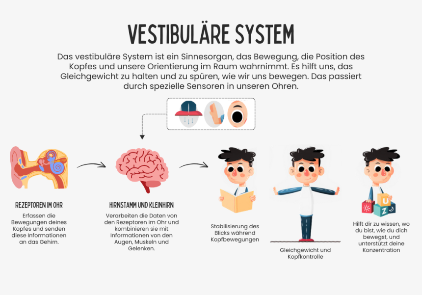 Image 7 - vestibuläre system